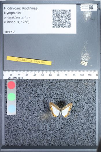 Media type: image;   Entomology 75202